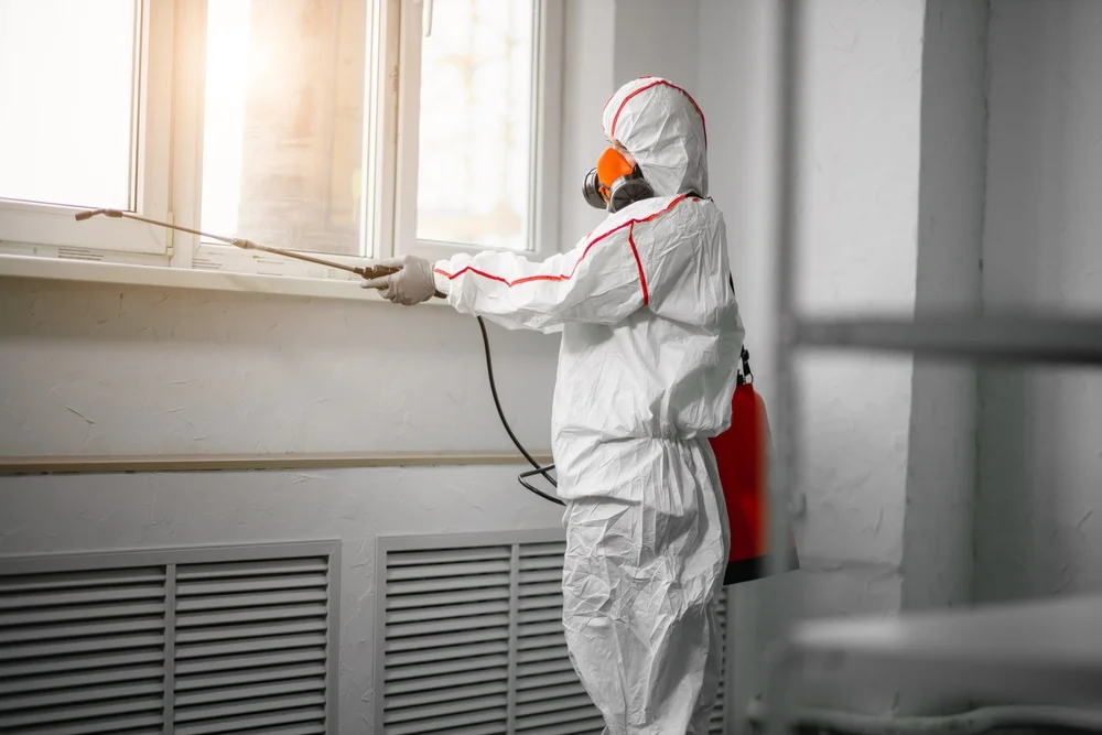 Professional mold remediation services in Sebastian, FL